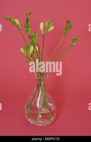 Fresh Freesia Green buds in Glass Vase isolated on Pink Rose background. Stock Photo