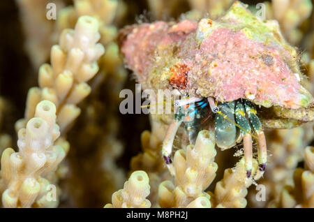 Hidden hermit crab, Calcinus latens, Anilao, Batangas, Philippines, Pacific Stock Photo