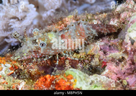 Common marbled shrimp, Saron marmoratus, Anilao, Batangas, Philippines, Pacific Stock Photo