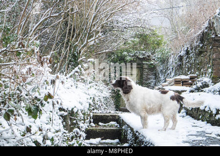 MODEL RELEASED Springer,spaniel, in,garden,on,a,snowy,snow,covered,day,at,hamlet,of,Furnace,Ceredigion,Mid,Wales,UK,U.K., Stock Photo