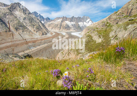 Amazing views of Grimsel glacier, valley and glacier tongue, surrounded by mountain walls. Colorful flowers, summer hiking in Swtizerland. Stock Photo