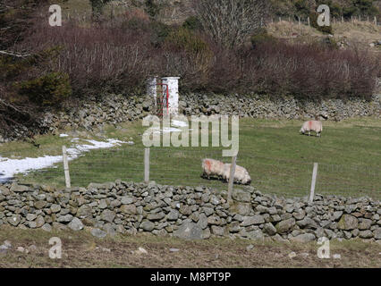 Mountains of Mourne, County Down, Northern Ireland. 19 March 2018. UK weather - a beautiful sunny day with blue sky but a cold easterly airflow. Temperatures will plummet again overnight. Sheep graze in the sunshine as some snow lingers on. Credit: David Hunter/Alamy Live News.