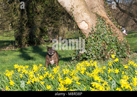 Kidderminster, UK. 20th March, 2018. UK weather: glorious sunshine marks the start of spring in Worcestershire. The bright sunshine has brought out these colourful yellow daffodils and the local wildlife has come out to play too. It looks like hide-and-seek this morning, as these two dogs chase each other around the daffodil-filled local park. Credit: Lee Hudson/Alamy Live News Stock Photo