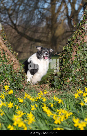 Kidderminster, UK. 20th March, 2018. UK weather: glorious sunshine marks the start of spring in Worcestershire. Bright sunshine has brought out these beautiful, yellow daffodil flowers. This border collie dog is taking a welcome break from his daily exercise in the park to sit and admire the host of wild, golden daffodils. Credit: Lee Hudson/Alamy Live News Stock Photo