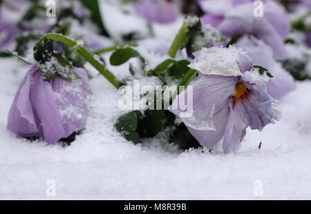20 March 2018, Germany, Duesseldorf: Flowers in the snow on Koenigsallee on the first day of spring. Photo: Martin Gerten/dpa Stock Photo