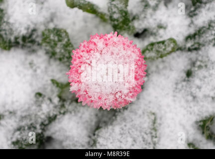 20 March 2018, Germany, Duesseldorf: A flower in the snow on Koenigsallee on the first day of spring. Photo: Martin Gerten/dpa Stock Photo