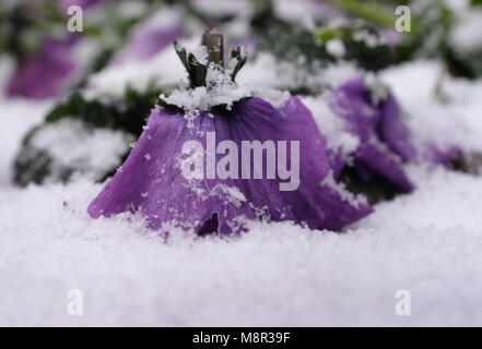 20 March 2018, Germany, Duesseldorf: Flowers in the snow on Koenigsallee on the first day of spring. Photo: Martin Gerten/dpa Stock Photo