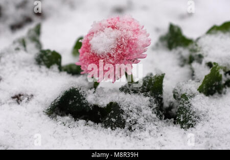 20 March 2018, Germany, Duesseldorf: A flower in the snow on Koenigsallee on the first day of spring. Photo: Martin Gerten/dpa Stock Photo