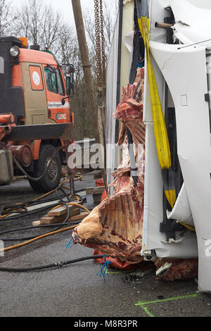 20 March, Germany, Boppard: Recovery workers attempt to right a juggernaut carrying beef which overturned on the Autobahn 61 (A61) motorway near Boppard. The motorway had to be completely closed for several hours. Photo: Thomas Frey/dpa Stock Photo