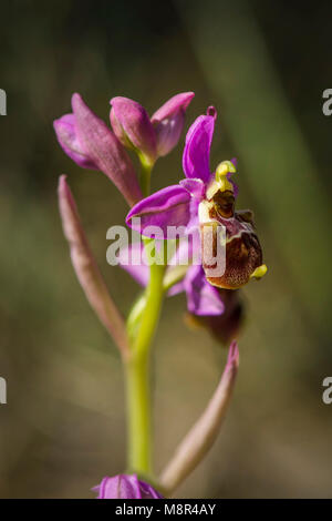 Hybrid Ophrys x peltieri,  Ophrys tenthredinifera x Ophrys Scolopax, Andalusia, Spain. Stock Photo