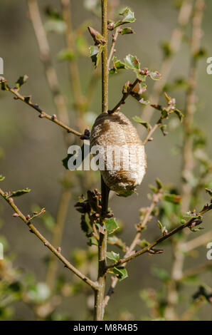 Praying Mantis, Cocoon attached to branch. Spain. Stock Photo