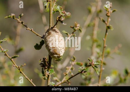 Praying Mantis, Cocoon attached to branch. Spain. Stock Photo