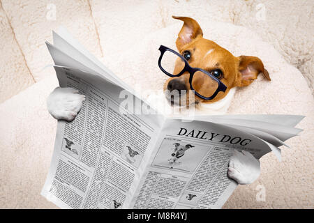 cool funny jack russell  dog reading a newspaper or magazine wearing reading glasses Stock Photo
