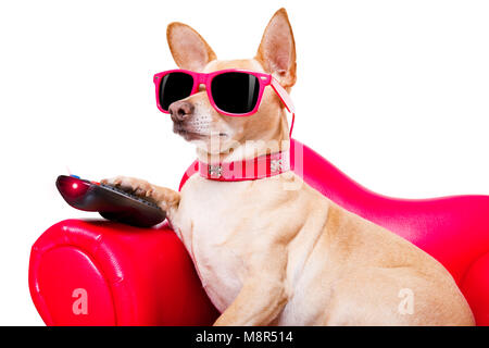 chihuahua dog watching tv or a movie sitting on a red sofa or couch  with remote control changing the channels Stock Photo