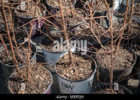 The potted miniature Dawn Redwood trees of 'Lost Man Creek' by the artist Spencer Finch at the Metrotech Center in Brooklyn in New York on closing day, Sunday, March 11, 2018. The forest, which grew naturally from October 2016, was comprised of 4000 Dawn Redwoods which recreated a 790 acre area in 1:100 scale of Redwood National Park in California. At today's end of the installation the trees were given away to attendees with any remaining donated to various organizations . (© Richard B. Levine)