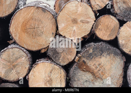 A pile of cut pine trees showing their growth rings Stock Photo