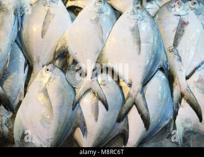 White pomfrets on ice in the market Stock Photo