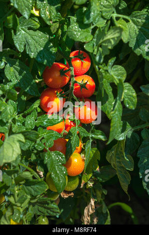 Pachino tomato plant with ripe fruits, in an organic garden, illuminated by the summer sun. Abruzzo, Italy, Europe Stock Photo