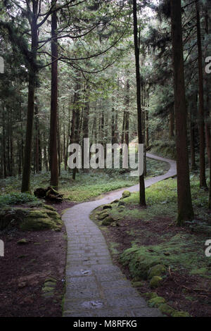 Pathway Through Trees, Alishan National Park, Taiwan Stock Photo