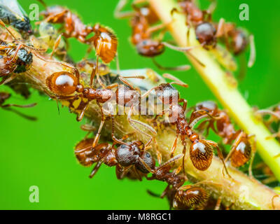 Red Ant and Aphid Colony on Twig