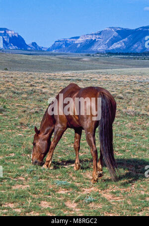 wild horse grazing in bighorn canyon national recreation area near the pryor mountains east of warren, montana Stock Photo