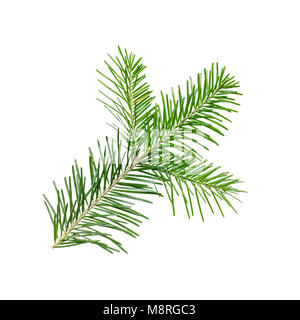 Spruce or Fir Branch Isolated on White Stock Photo