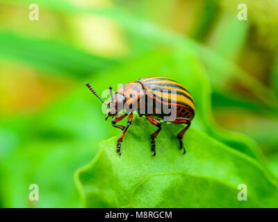 Colorado Potato Beetle on Potato Foliage Nature Close-up Stock Photo