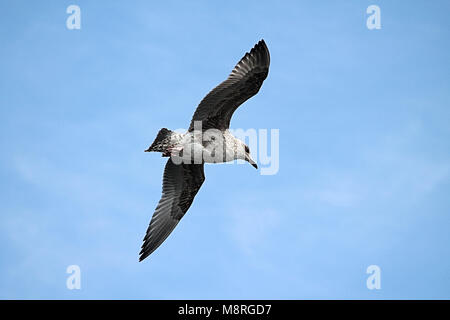 juvenile herring gull (Larus argentatus) gliding through a clear blue sky. Stock Photo