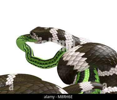3D Illustration of a California King Snake Swallowing a Green Snake Stock Photo
