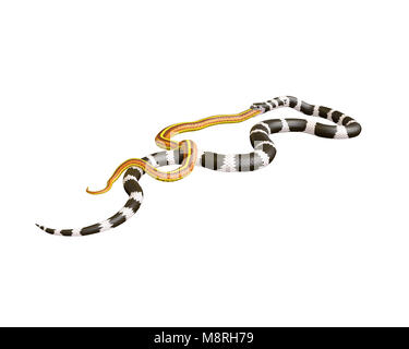 3D Illustration of a California King Snake Swallowing a Yellow Snake Stock Photo