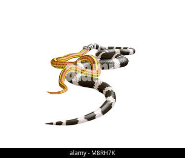 3D Illustration of a California King Snake Swallowing a Yellow Snake Stock Photo