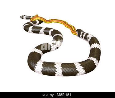 3D Illustration of a California King Snake Swallowing a Yellow Snake Stock Photo