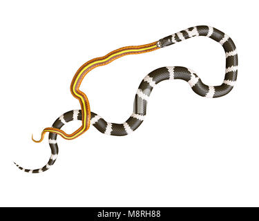 3D Illustration of a California King Snake Swallowing a Yellow Snake Stock Photo