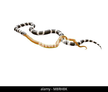 3D Illustration of a California King Snake Swallowing a Yellow Snake Stock Photo