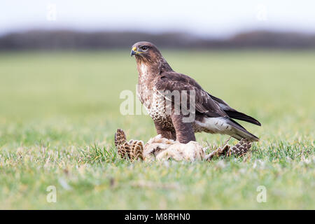 Common Buzzard (Buteo buteo) feeding on a pheasant Stock Photo