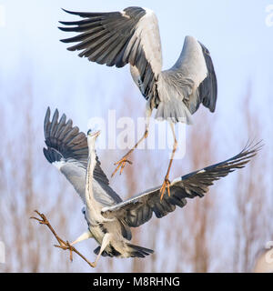 Grey Herons (Ardea Cinera) in flight fighting Stock Photo