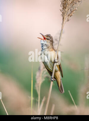 Great Reed Warbler (Acrocephalus arundinaceus)  singing on a reed Stock Photo