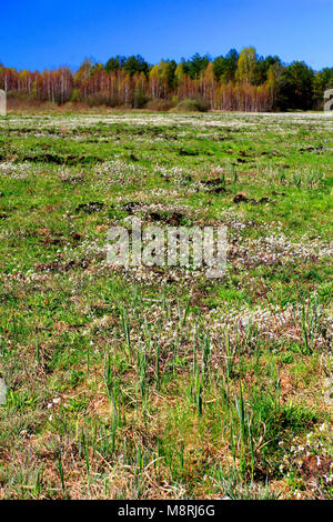 Panoramic view of grassy meadows with wildflowers over peat bog within the Calowanie Moor geographical terrain in early spring season in central Polan Stock Photo