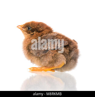 Cute little newborn chicken, isolated on white background. Newly hatched chick on a chicken farm. Stock Photo