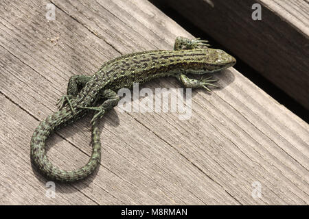 Common lizard, zootoca vivipara, basking on boardwalk Stock Photo