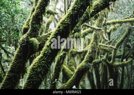 Close-up of mossy branches of trees in forest at Garajonay National Park