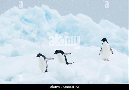Adelie penguins walk along the top of an iceberg as snow falls in Antarctica. Stock Photo