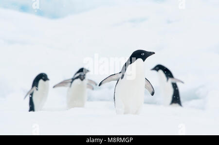 A group of Adelie penguins walk along the top of an iceberg in Antarctica. Stock Photo