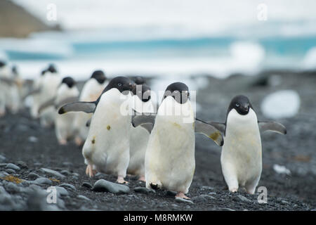 Groups of Adelie penguins walk along the shoreline at Brown Bluff, Antarctica. Stock Photo