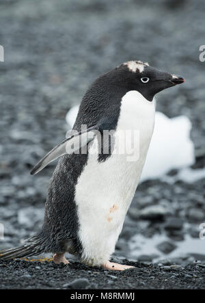 An Adelie penguin stands along the shoreline at Brown Bluff, Antarctica in the late stages of molting, with visible feathers on the top of its head. Stock Photo