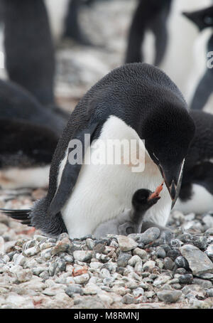 An Adelie penguin feeds its penguin chick at the penguin colony on Brown Bluff, Antarctica. Stock Photo