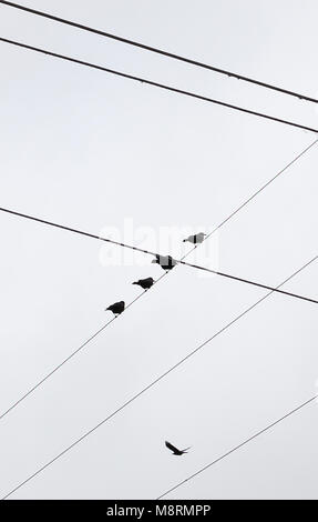 Low angle view of silhouette birds perching on cable against clear sky Stock Photo