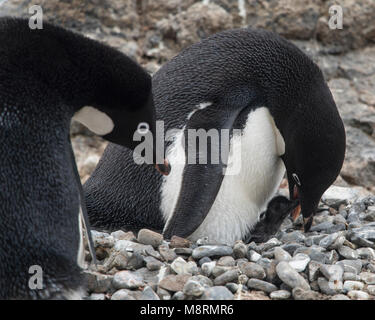 An Adelie penguin feeds its penguin chick at the penguin colony on Brown Bluff, Antarctica. Stock Photo