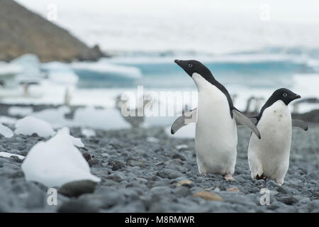 Groups of Adelie penguins walk along the shoreline at Brown Bluff, Antarctica.