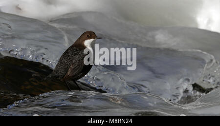 White-throated dipper (Cinclus cinclus) sitting on ice in the stream Stock Photo